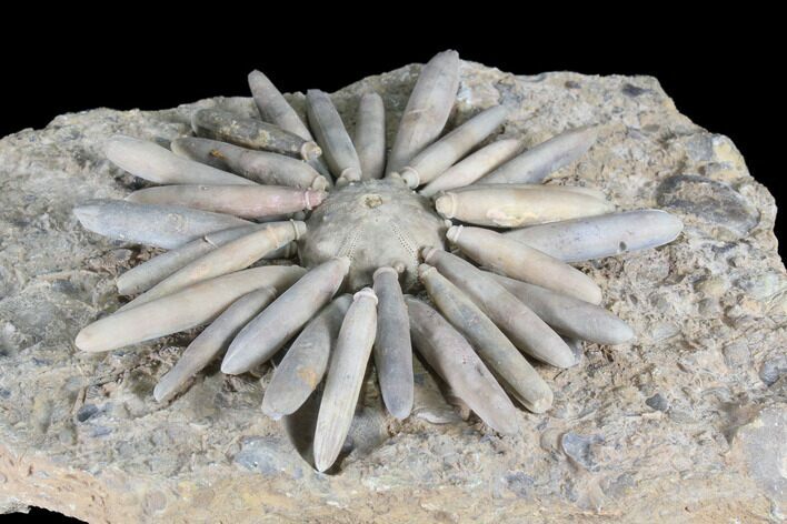 Jurassic Club Urchin (Gymnocidaris) - Boulmane, Morocco #86002